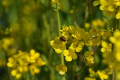 flower05984