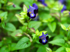 flower1030578
