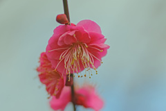 flower7569