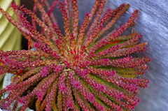 plant6890