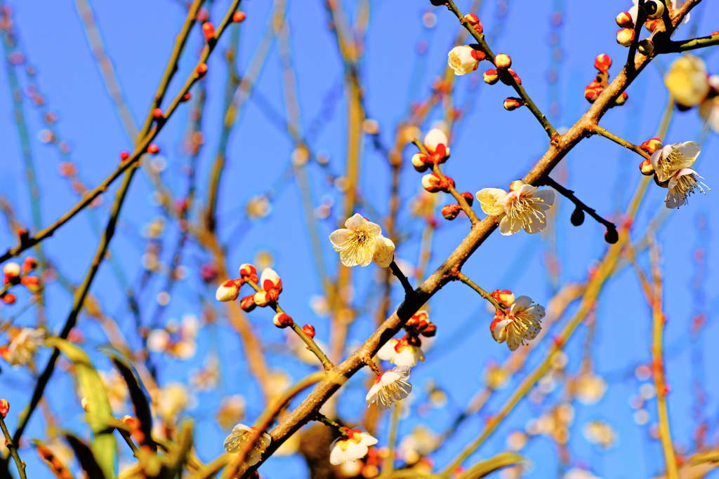 flower7606