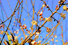 flower7606