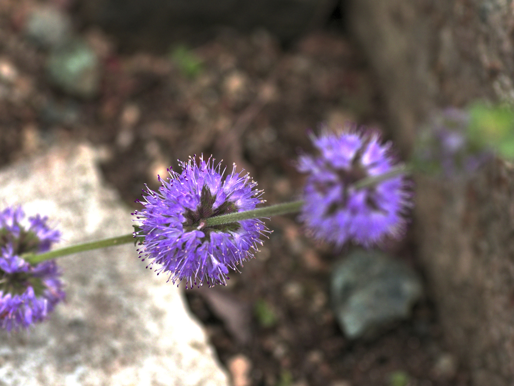 flower1030117