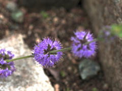 flower1030117