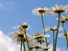 flower1010799