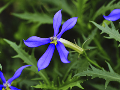 flower1020594