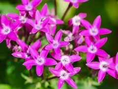 flower1040115