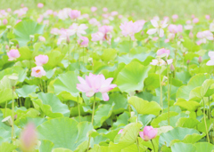 flower1030060