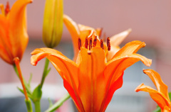 flower1020445
