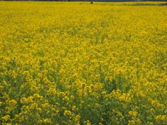 flower1000045