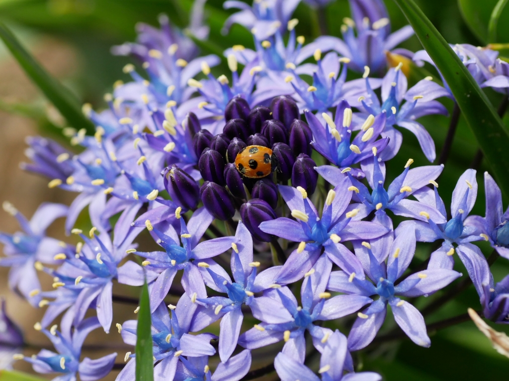 flower1010365
