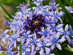 flower1010365