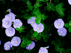 flower1020589