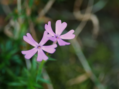 flower1040199