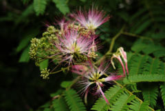flower03251