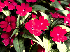 flower1030200