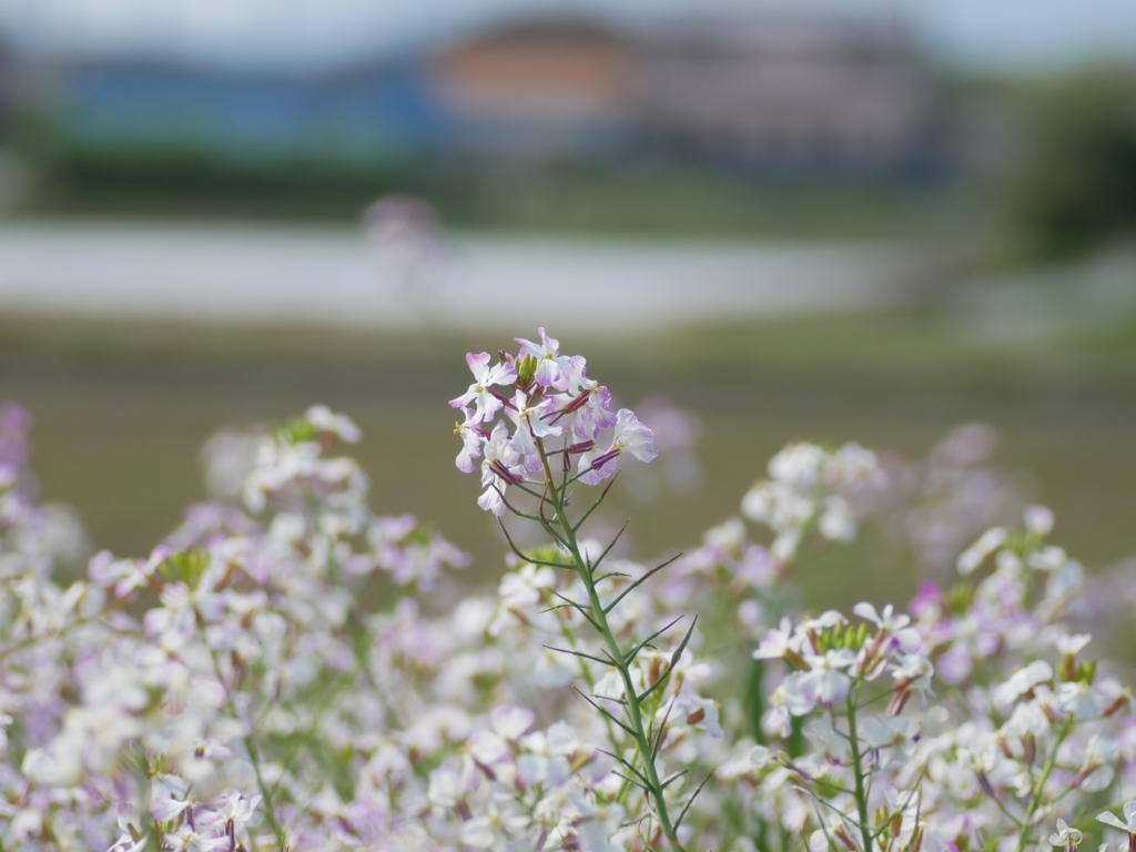 flower1010260