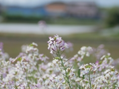 flower1010260
