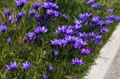 flower04719