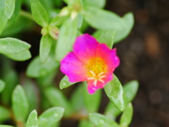 flower1020793