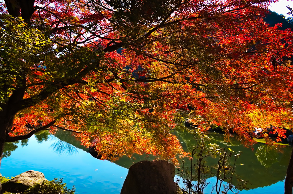tree1497