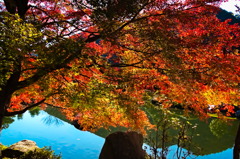 tree1497