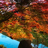 tree1497