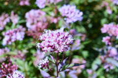 flower0014
