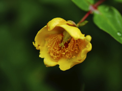 flower1020706