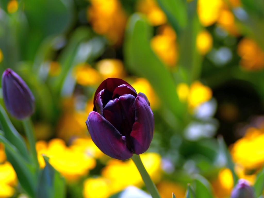 flower1010120