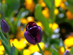 flower1010120