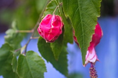 berry8196