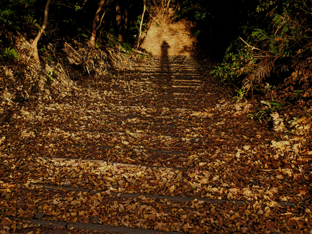 leaves0093