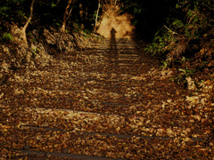 leaves0093