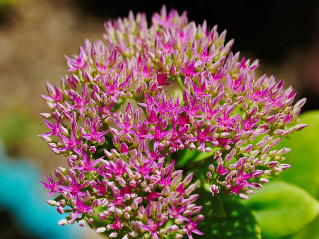 flower1040155