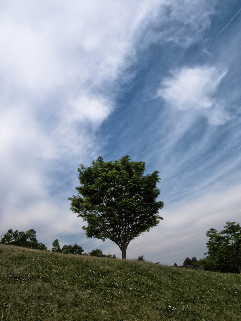 tree1020047