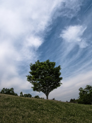 tree1020047