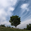 tree1020047