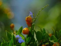berry1030937