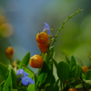 berry1030937