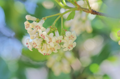 flower6567