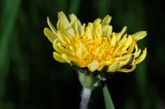 flower06024