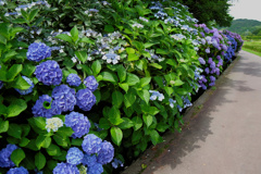 flower205739