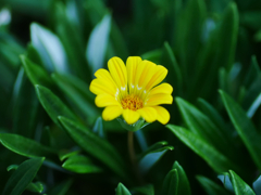 flower1030546