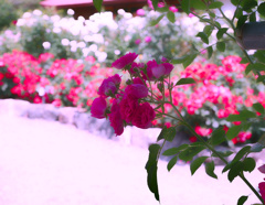flower1020211