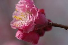 flower6682