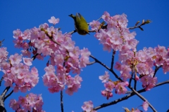 flower8251