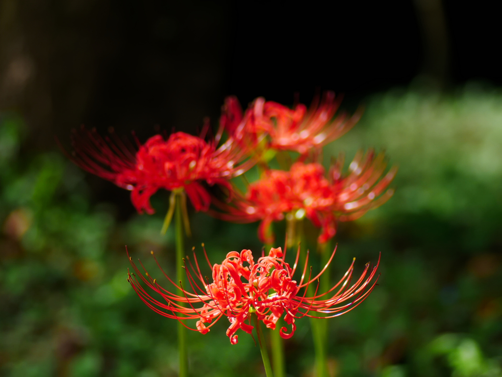 flower1040325