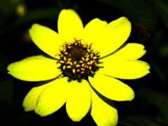 flower1030208