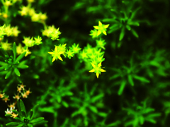 flower1020585